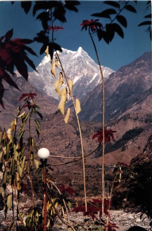Himalaya.JPG